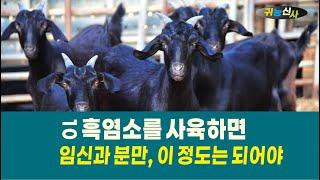 10 흑염소를 사육하면 흑염소 임신과 분만, 이 정도는 돼야 임신축