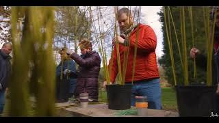 Living Willow Workshop   Hedges and Hurdles