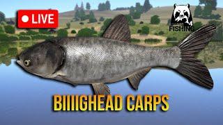 Big Big Bighead Carps - RF4