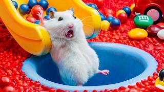 Hamster Escapes Ball Pit Pool | Adorable Hamster Adventures