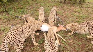 Eight Cheetahs, One Carcass | The Lion Whisperer