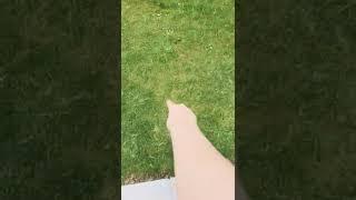 Touching grass (NEARLY DIED)