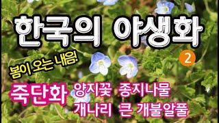 야생화 이야기2 [초록사랑]