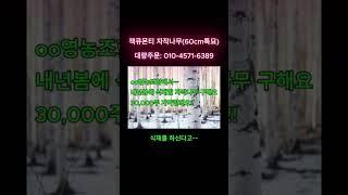 갑질에 대형계약 30,000주 포기하고~3만주 계약단가에 몇분만 모십니다!! #잭큐몬티 #자작나무