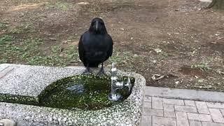 Japanese Cute Crow