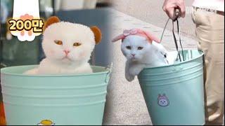 냥동이 ㅣ Not A Bucket "BuCat" Cat Living His Best Life Inside A Bucket LOL