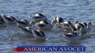 Bring Nature Indoors: WATER BIRDS by Nature Wise