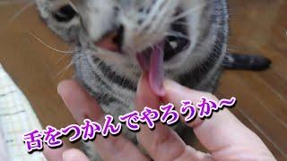 猫の舌ってどんなかな（アメリカンショートヘア）