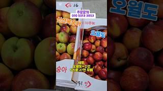 신선(천도복숭아)+오월도(천도복숭아)세트 5키로 27000원 무배입니다 #제철과일 #천도복숭아 #오월도 #신비복숭아 #신선복숭아#복숭아
