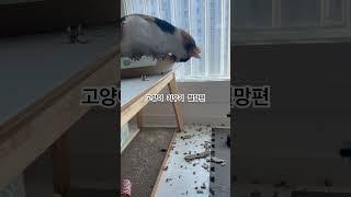고양이키우기 절망편 #냥아치 #고양이 #냥펀치 #cat #벼리