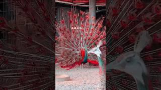 Peacock Bird,  Most  different videos & Mor Peacock dance #pravinthakor #peacock  part-217