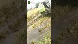 delta9 pro harvest #farming #deltafarmer #agriculture