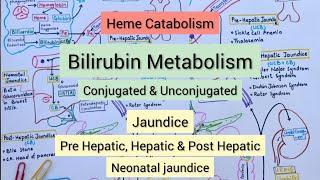 Heme Catabolism | Bilirubin Metabolism | Jaundice