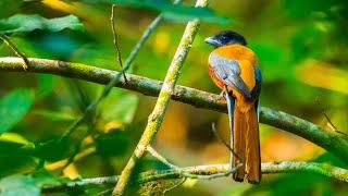 Malabar Trogon bird (Mini Vlog)