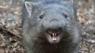 WOMBAT YELLING! | The Australian Reptile Park