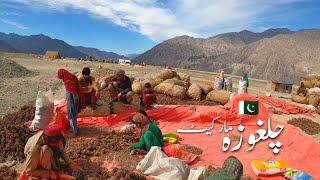 Chilas Chilgoza Market | Pakistan Largest Chilgoza Dry Fruits Market