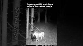 Lynx caught on trail camera 