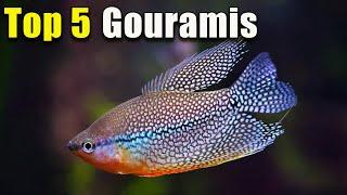 Top 5 BEST Gourami Fish!