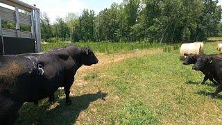 BIG BULL is here! But will the lady cows like him?