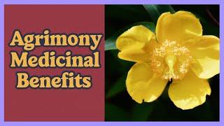 UNLOCK the Power of Agrimony! Top 10 Health Benefits of Agrimony Revealed