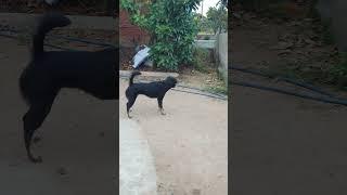 Simple dog skills training 4