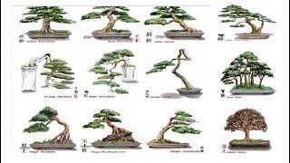 QH 01. The Basic bonsai tree styles that you must to know