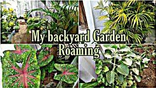 My backyard garden | Herbal plants | Decorative plants #smallgarden #gardentour #sam'sdiary