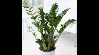 Repotting Zamioculcas zamiifolia plant