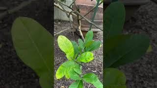 Buddha’s Hand Citrun Plant at the Phipps Conservatory |  Originated  in Northeast India