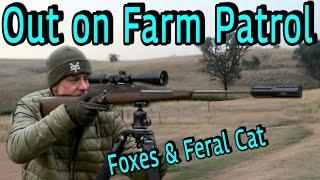 Out on farm patrol || Foxes and Feral Cats