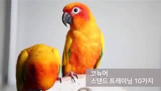 [앵무새 훈련] 코뉴어 10가지 트레이닝(Parrot T-stand trick training 10)