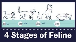 UNDERSTANDING THE 4 LIFE STAGES OF CATS