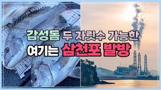 누구나 두 자릿수 감성돔 잡을 수 있어요 / 독가시치 다 빠졌어요