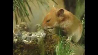 Hammy the Hamster Vol 1 Ep 1