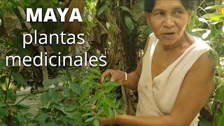 La Mujer de la Medicina Maya Muestra su Jardín de Plantas Medicinales