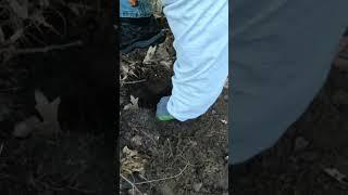 Short #96 - Locked on a target, metal detecting with the nokta makro simplex.  #metaldetecting