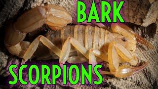 Arizona & Texas Bark Scorpion Enclosure Build & STING!