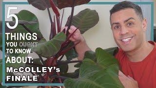 5 Things You Ought To Know About Your McColley's Finale (Philodendron). Houseplant Crucial Care! 4K