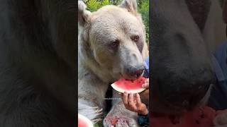 Funny Bears  Bear Attack | Polar Bear | Funny Animals #shorts #bear #funnybear #grizzlybear