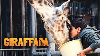 Giraffada (FAMILIENFILM I ganze Spielfilme auf Deutsch, kostenlose Filme anschauen)