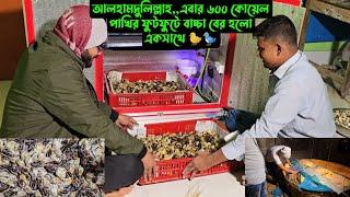 আলহামদুলিল্লাহ,,এবার ৬০০ কোয়েল পাখির ফুটফুটে বাচ্চা বের হলো একসাথে 