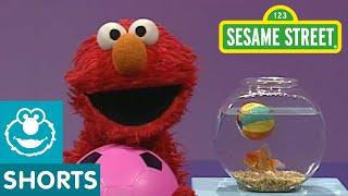 Sesame Street: Play Ball! | Elmo's World