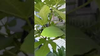 Byadi grow in 100L container #fig #fruit #figplant #gardening #figlife #figtree #rooftop