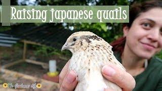 How to care for japanese quails (Coturnix japonica): the basics [REUPLOAD]