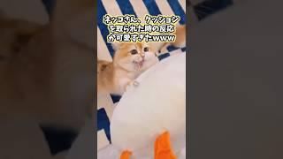 ネッコの動画見てニヤけたら負けwww #猫 #猫のいる暮らし #猫動画 #かわいい #癒し #ペット #2ch動物スレ