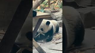 谁家熊猫宝宝趴着干饭啊【Panda：文静Wen Jing】成都大熊猫繁育研究中心#大熊猫 #cute #panda