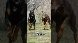 Why Dobermans Remain One of the Most Trusted Breeds Worldwide ‍️ #Doberman #GuardDog #DailyK9