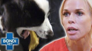 Poisoned Pets Part 2! ️️ | Bondi Vet Compilation | Bondi Vet