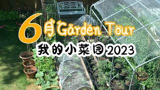 6月菜园TOUR | 一起参观我的小菜园  | 2023年我的小菜园 | garden tour | 2023 vegetable garden tour