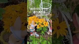 타샤의정원251#산림청이뽑은아름다운정원선정#경기도타샤튜더의정원#가평현리초대형정원카페